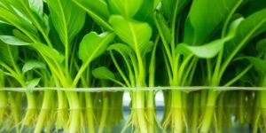Hydroponic plants thriving with vibrant roots.
