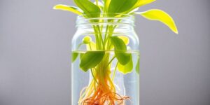 Kratky jar with lush green plant growing.
