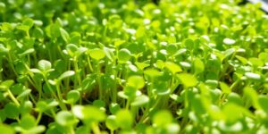 Vibrant microgreens in a tray, ready for harvest.